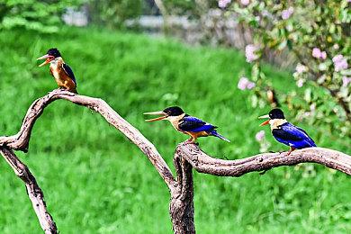 开发商Falcom预告“轨迹”系列新作 2024年9月推出